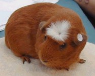 Couronnée américain